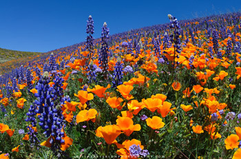 spring flowers